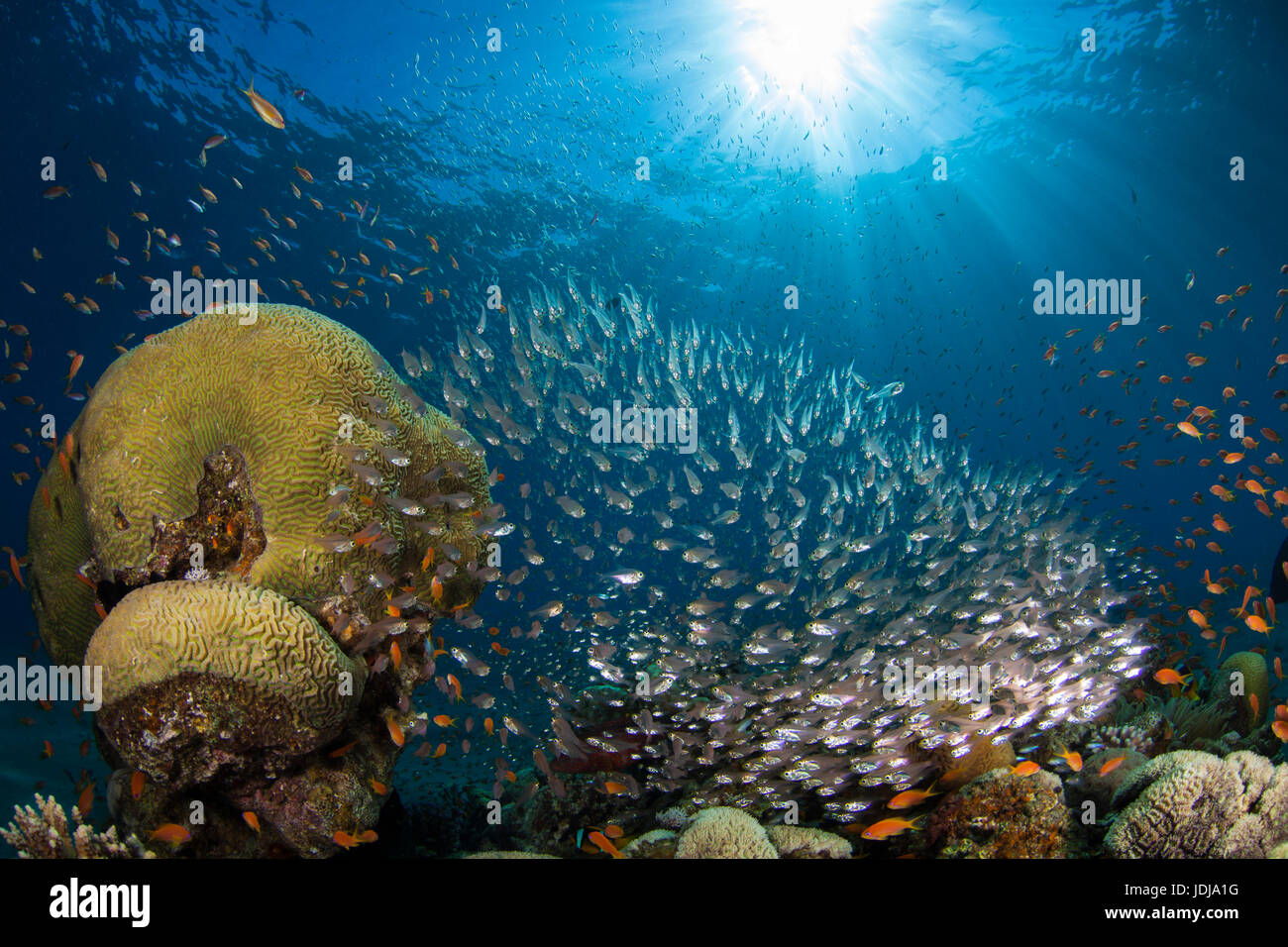 Schule von Glassfish/gelb Kehrmaschinen, Sonnenball und Korallen. (Beginnt Ransonetti) Stockfoto