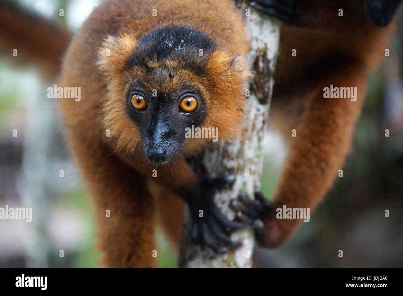 Lemur, Madagaskar, roter Vari, Varecia Ruba, Madagaskar, Roter Vari Stockfoto