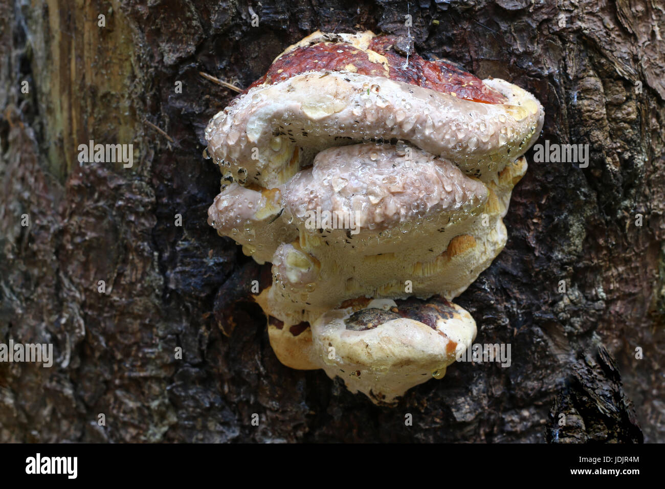 Detail der taufrischen baumpilz - Makro Stockfoto
