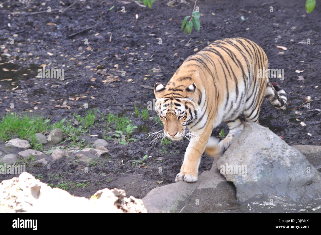 Ein Tiger auf einem Spaziergang Stockfoto