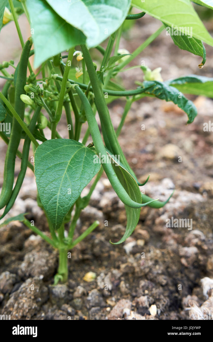 Zwerg-Bohne Pflanzen "Ferrari" wachsen in Kompost angereicherte Erde in einem Gemüsegarten, UK. Stockfoto