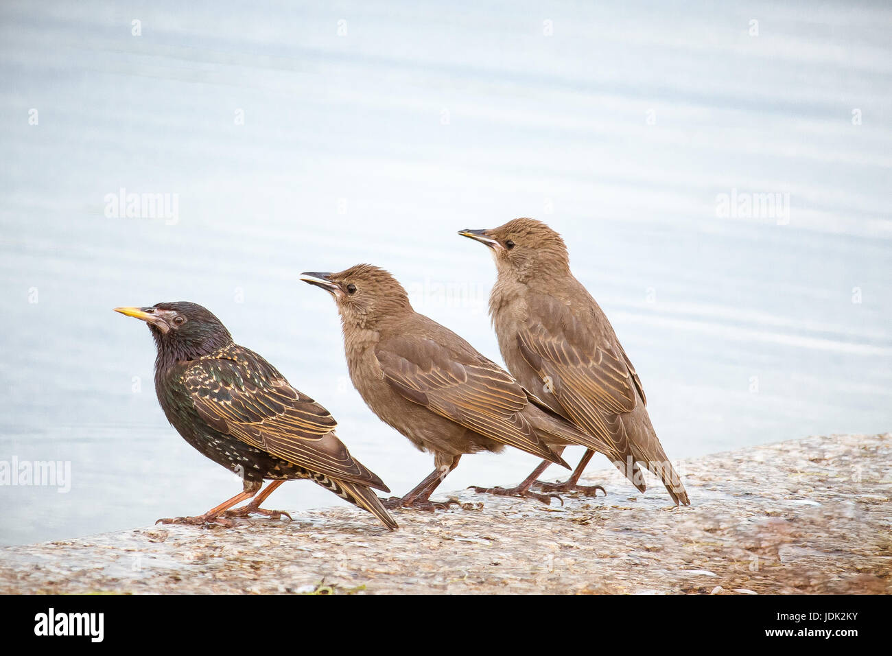 Diese drei kleinen gefiederten Freunde waren Zusammenkleben beim Warten auf den Regen an der runden Teich im Park Kensington Gardens zu starten. Stockfoto
