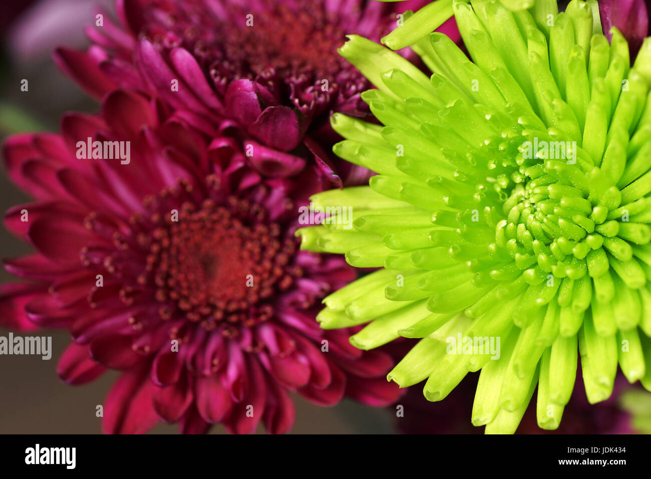 Grün und lila Mama Blumen Makro Stockfoto