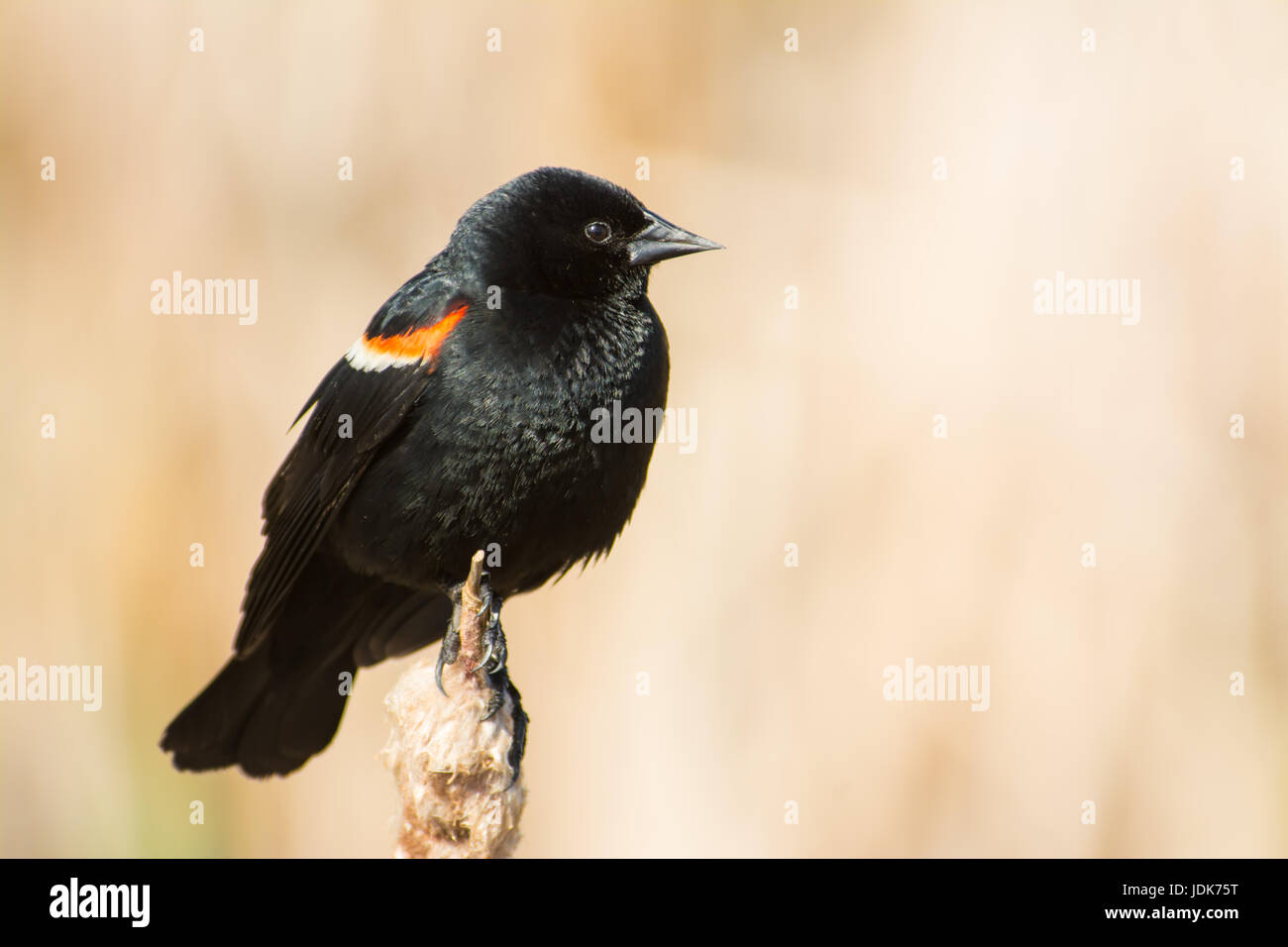 Männliche Rotschulterstärling (Agelaius Phoeniceus) thront auf der Spitze eines getrockneten Katze-Schwanzes in Lois Loch Provincial Park, Alberta, Kanada. Stockfoto