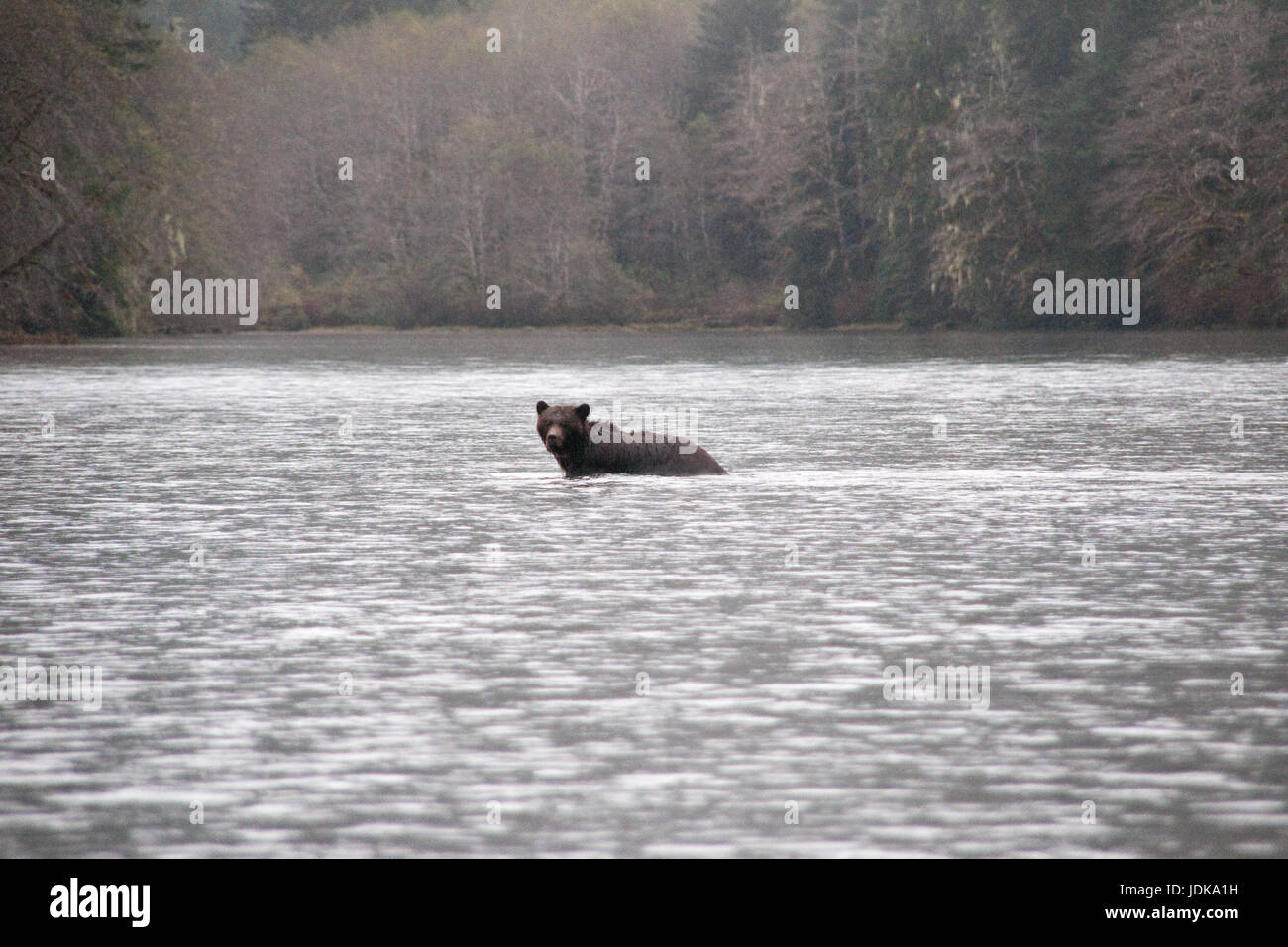 Ein erwachsener männlicher Grizzlybär schwimmt durch einen Fluss in der Region der Great Bear Rainforest von British Columbia, Kanada. Stockfoto