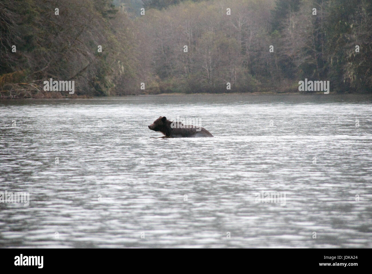 Ein erwachsener männlicher Grizzlybär schwimmt durch einen Fluss in der Region der Great Bear Rainforest von British Columbia, Kanada. Stockfoto