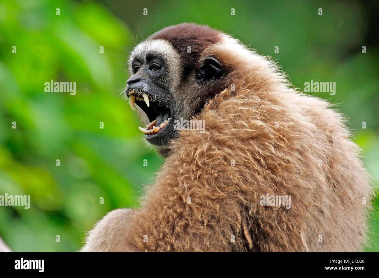 Grauer Gibbon, Borneo Gibbon,, Grauer Gibbon, Borneo Gibbon, Stockfoto