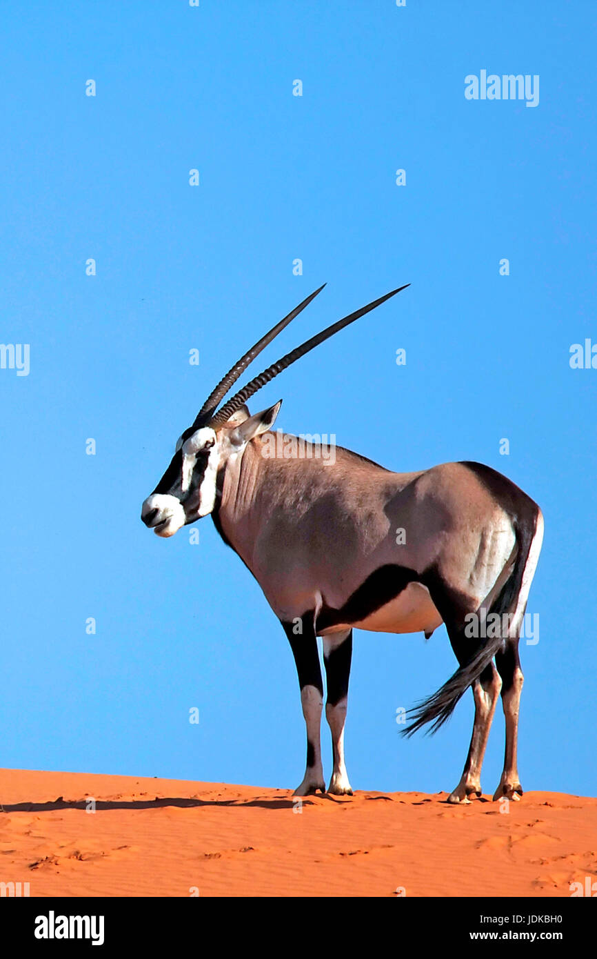 Oryx-Antilope / Chamois / Spiesbock, Oryx-Antilope / Gemsbock / Spiesbock Stockfoto