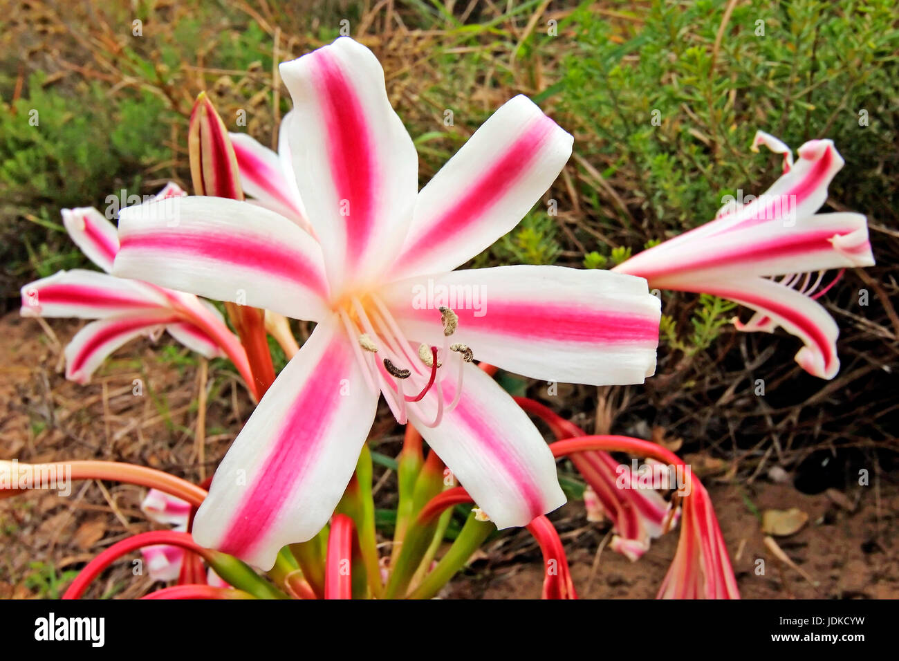 Amaryllis-Blüte, Amaryllis-Bluete Stockfoto