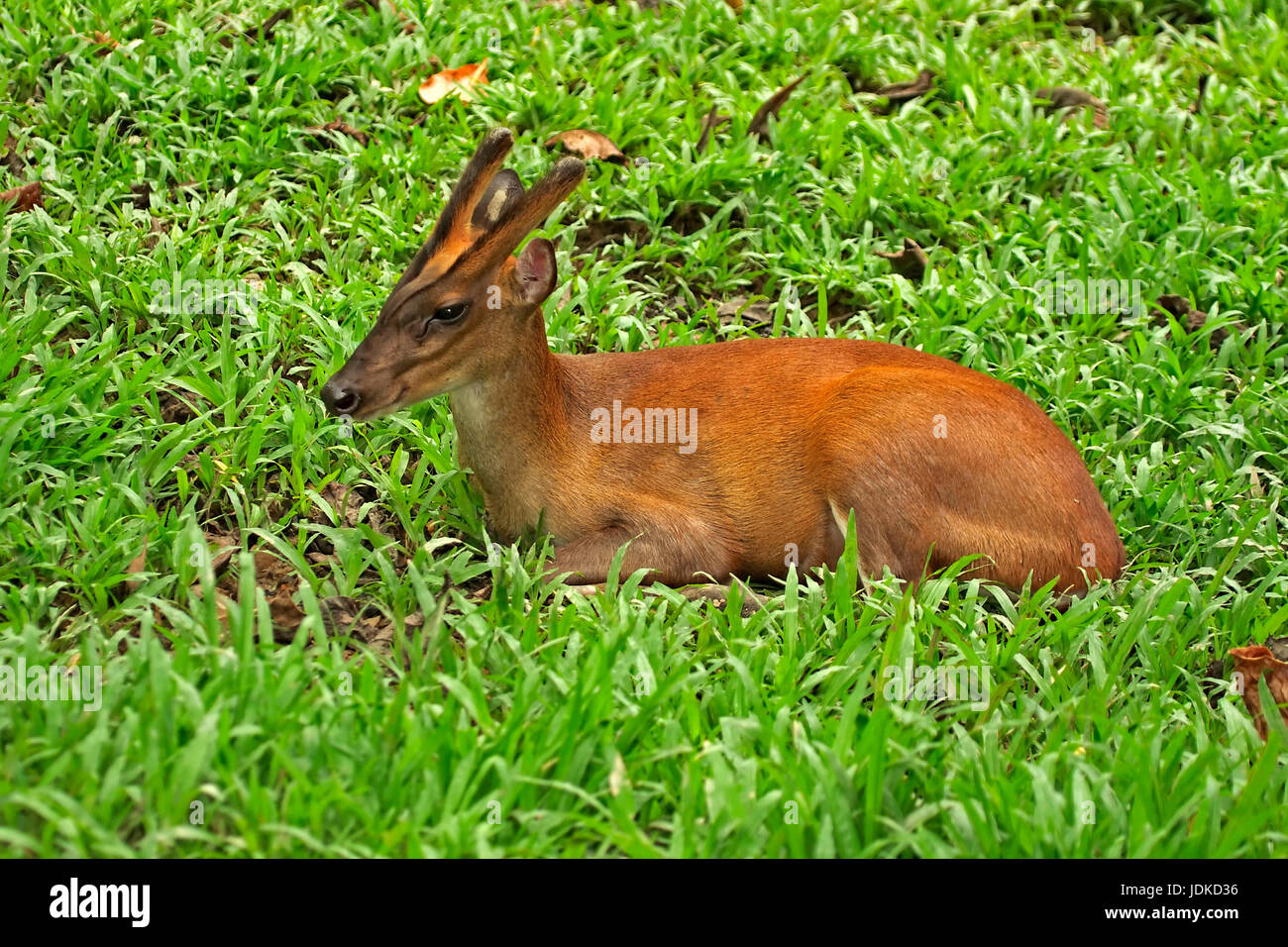 Malaysien Stockfoto