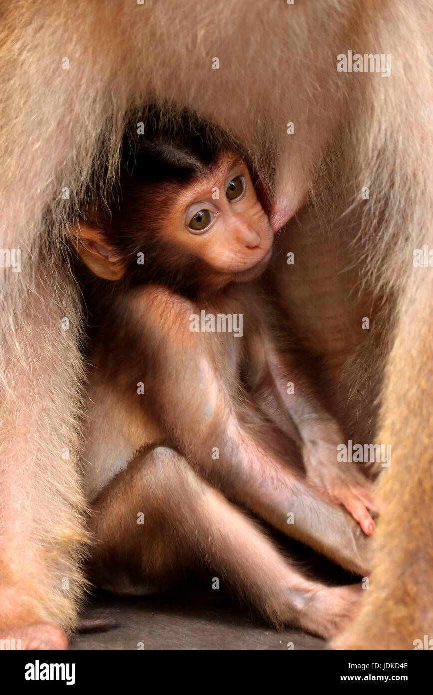 Junge Affe Getränke der Muttermilch - Schweinefleisch-Affe, Junger Affe entschied Muttermilch - Schweinsaffe Stockfoto