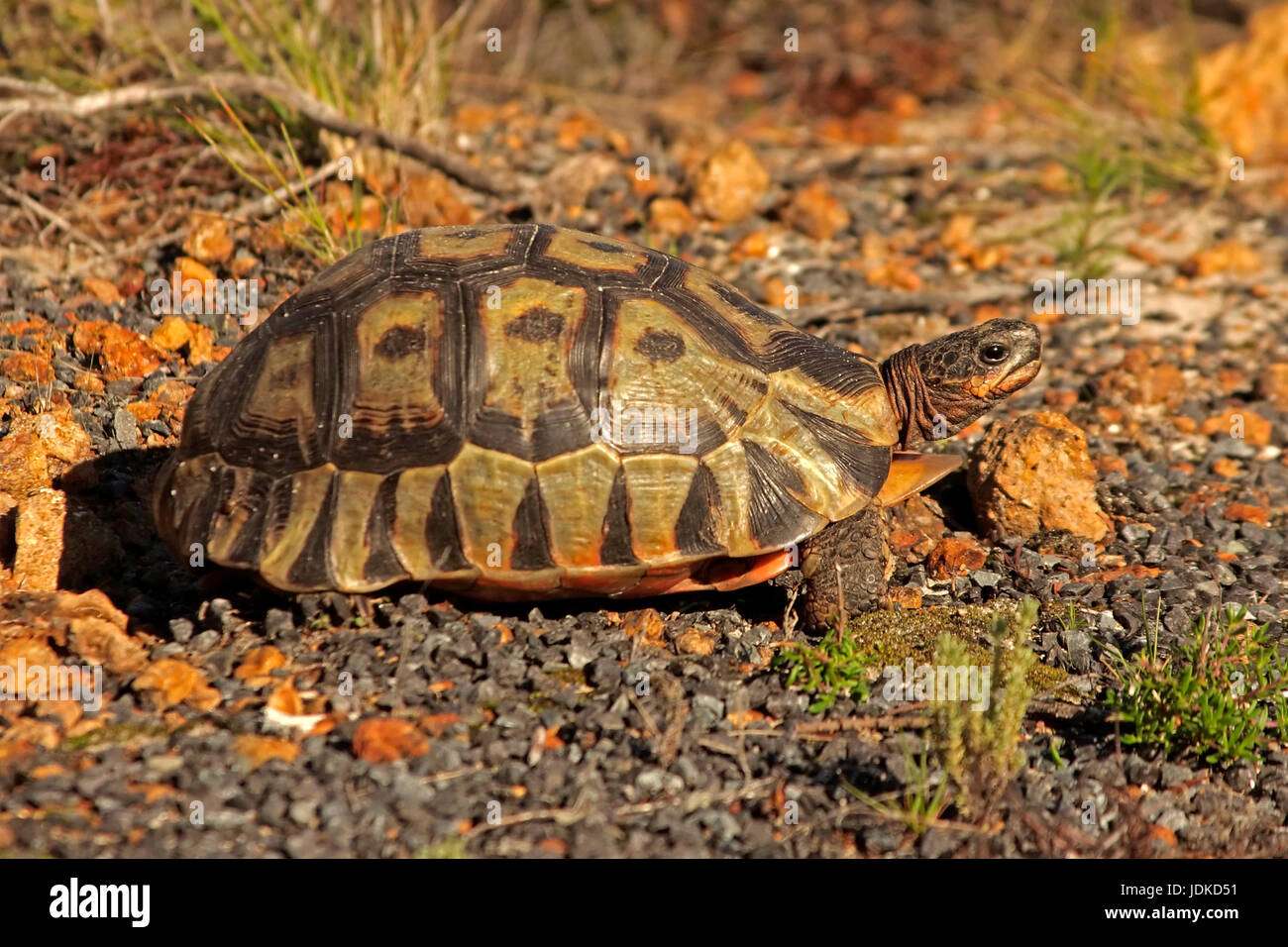 Landschildkröte, Landschildkroete Stockfoto
