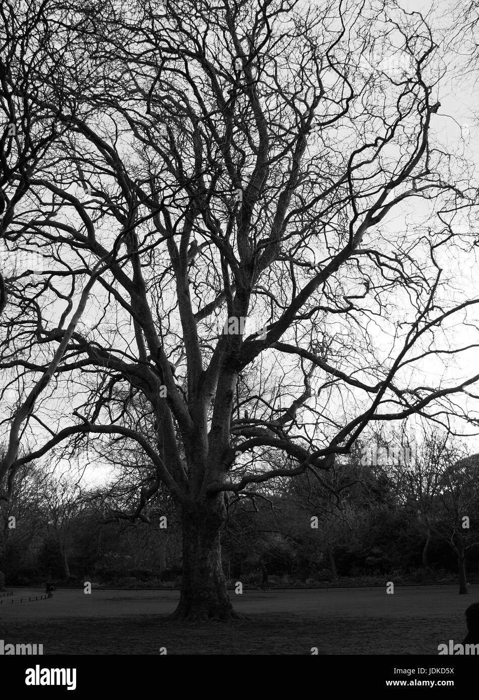 Wenn die Blätter von einem Baum gefallen haben Stockfoto