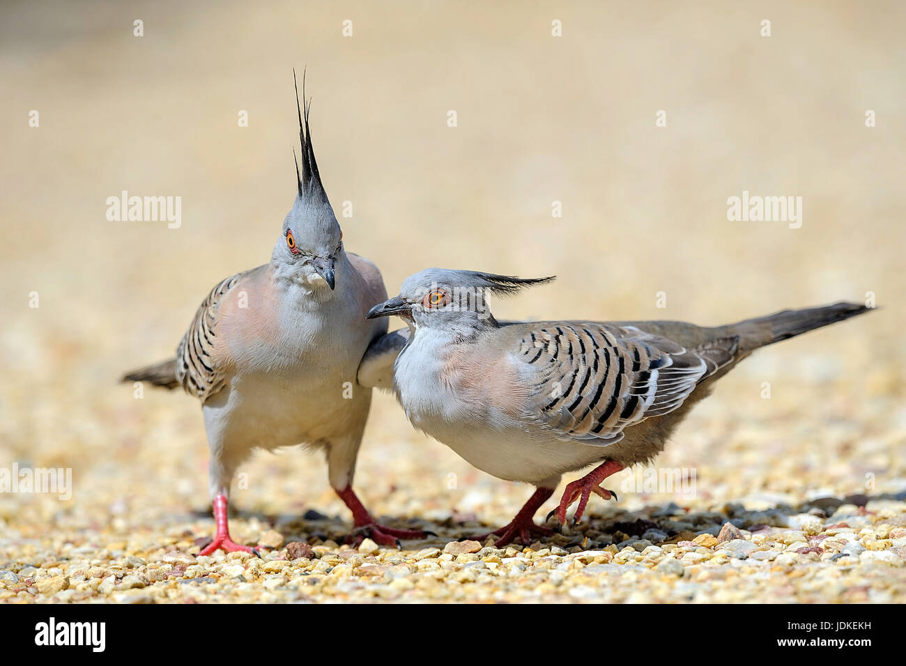 Ein paar scharfe Haarschopf, die Tauben auf steinigem Grund, Ein Pärchen Spitzschopftauben Stehen Auf Steinigem Grund stehen Stockfoto