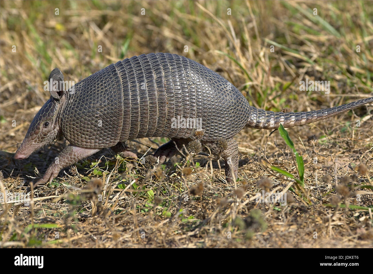 9 Binde Gürtel Tier - neun – Banded Armadillo, Neunbinden-Guerteltier - neun – Banded Armadillo Stockfoto