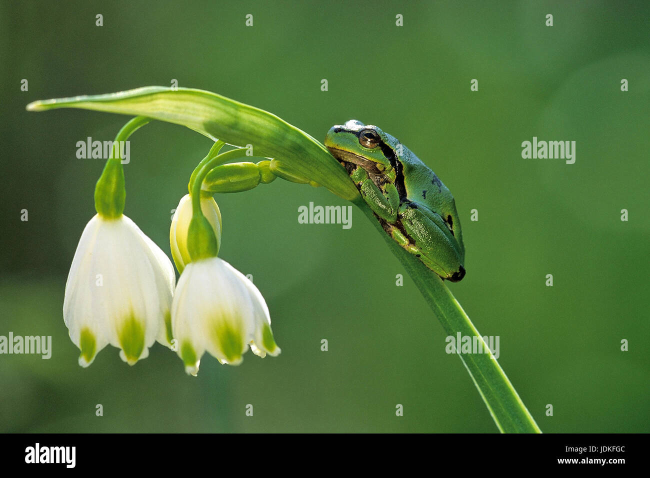 Junge Laub Frosch (Hyla Arborea) auf Knoten Sommerblume (Leucojum Aestivum), Junger Laubfrosch (Hyla Arborea) Auf Sommerknotenblume (Leucojum Aestivum Stockfoto