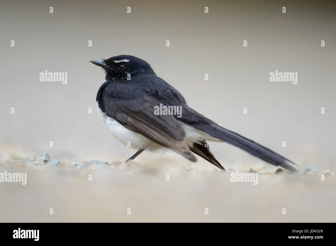Gartenfeld Heck sitzt am Boden, Gartenfächerschwanz Sitzt Auf Dem Boden Stockfoto