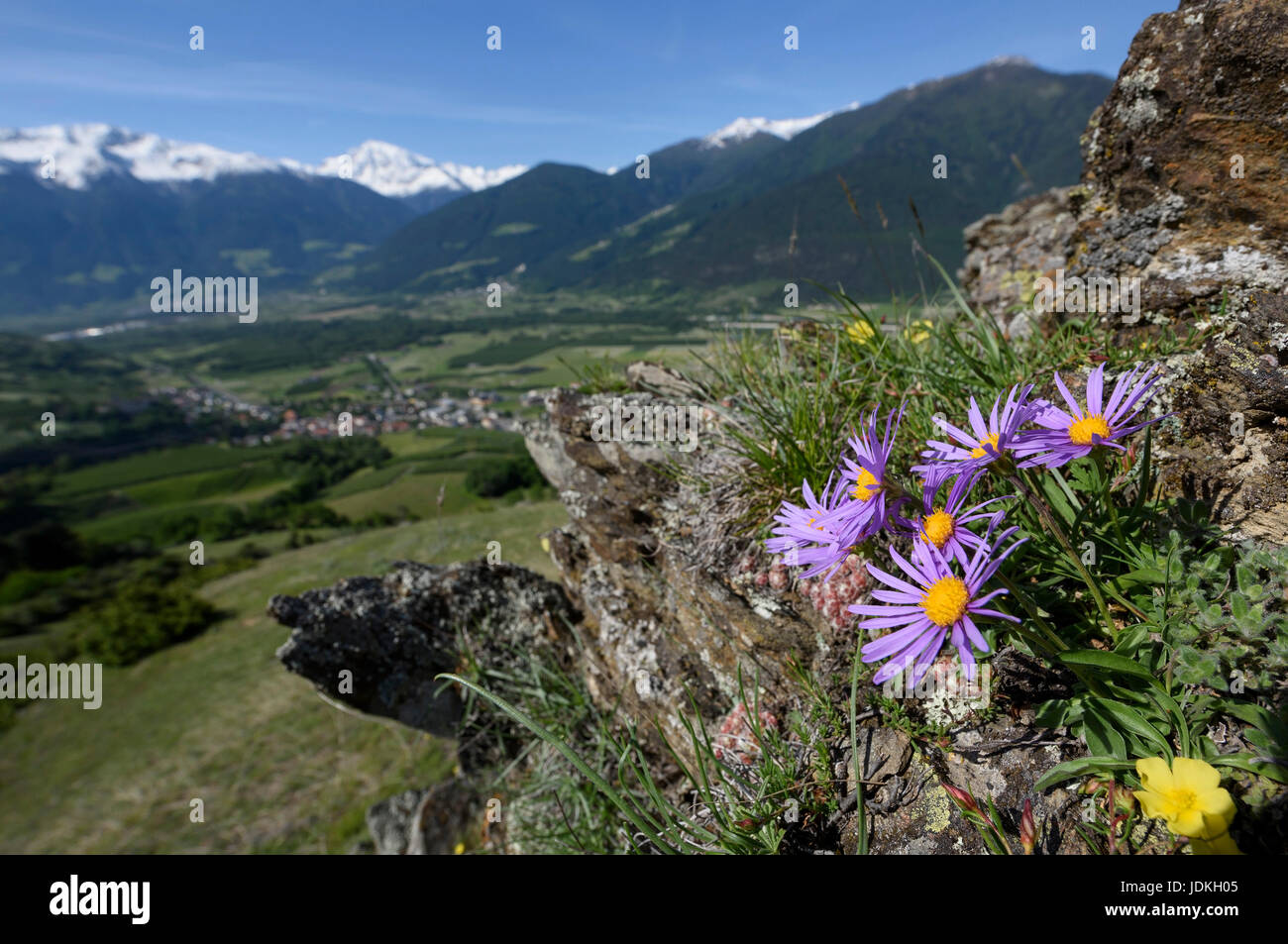 Alpen Aster vor Bergpanorama, Aster Alonus, Alpen-Aster Vor Berg-Panorama, Aster alonus Stockfoto