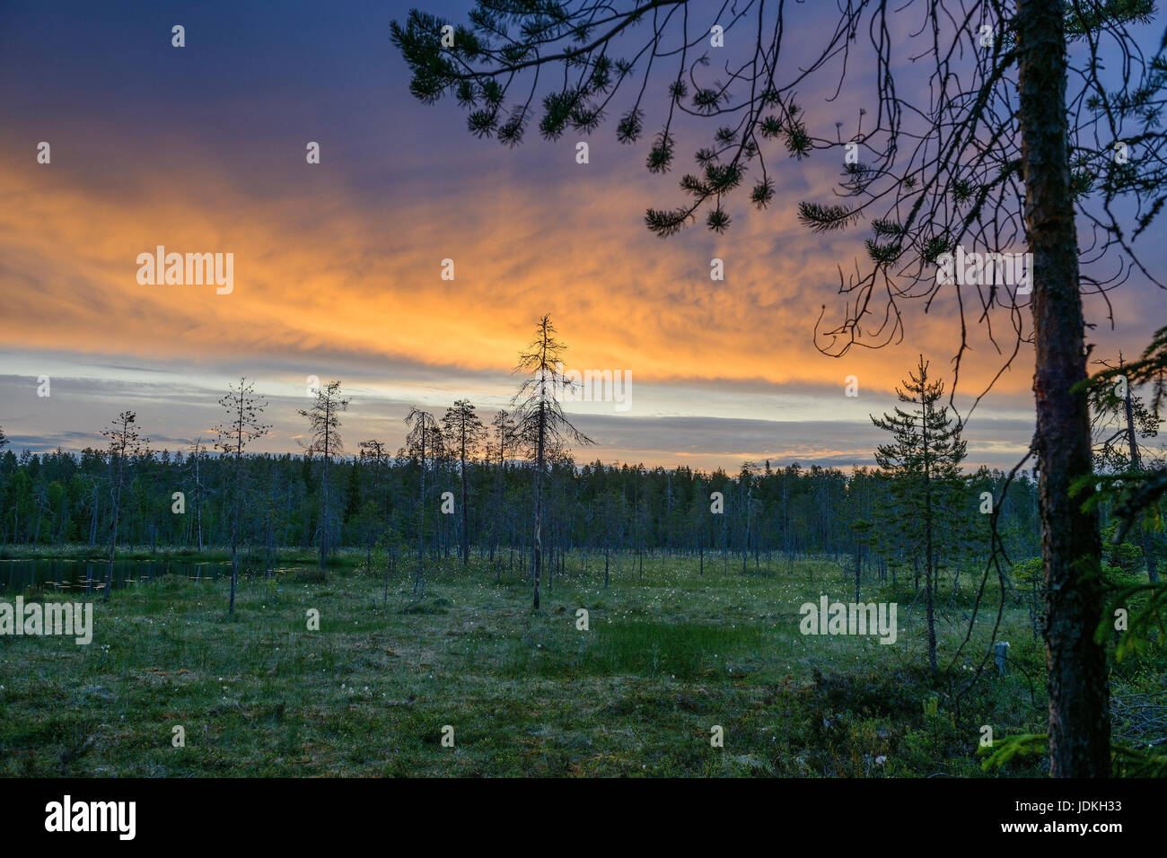 Moor in der finnischen Taiga vor Sonnenaufgang, Moor in der Finnischen Taiga Vor "Sonnenaufgang" Stockfoto