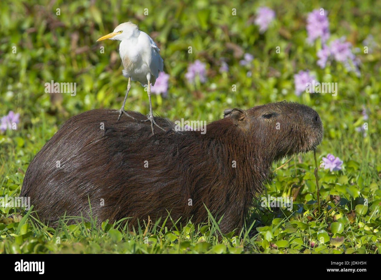 Wasser-Schwein, Capybara, Wasserschwein Stockfoto