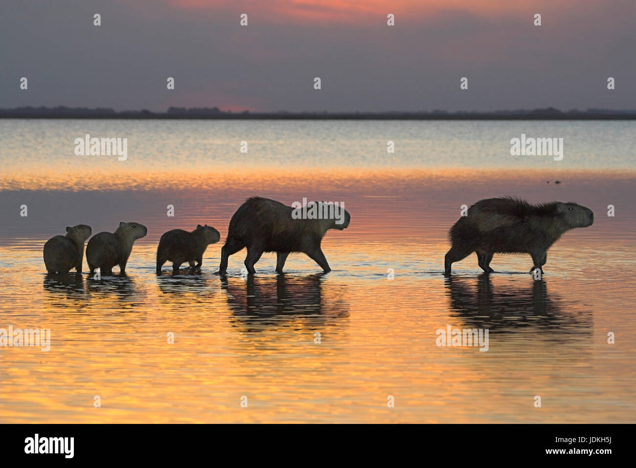 Wasser-Schwein, Capybara, Familie mit drei junge Capybaras, Wasserschwein Stockfoto