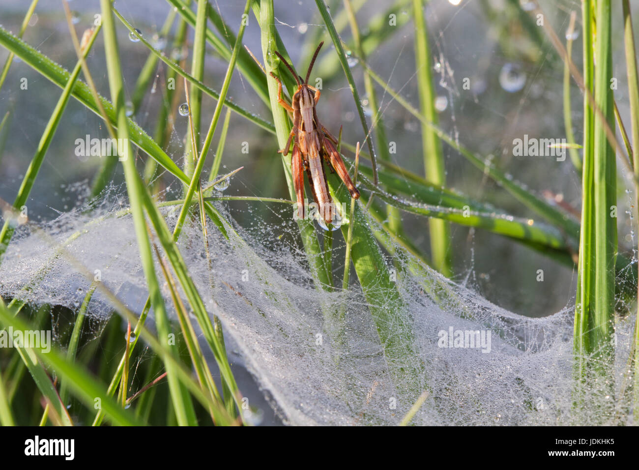 Kleine Grashüpfer entweicht aus dem taufrischen Flachkollektoren Web ein Funnel Web Spider, vermutlich Agelena labyrinthica Stockfoto