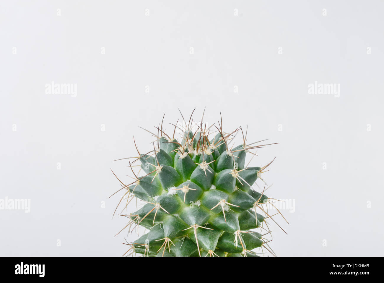 detaillierten Kaktus Pflanze oben mit viel Leerraum um Stockfoto