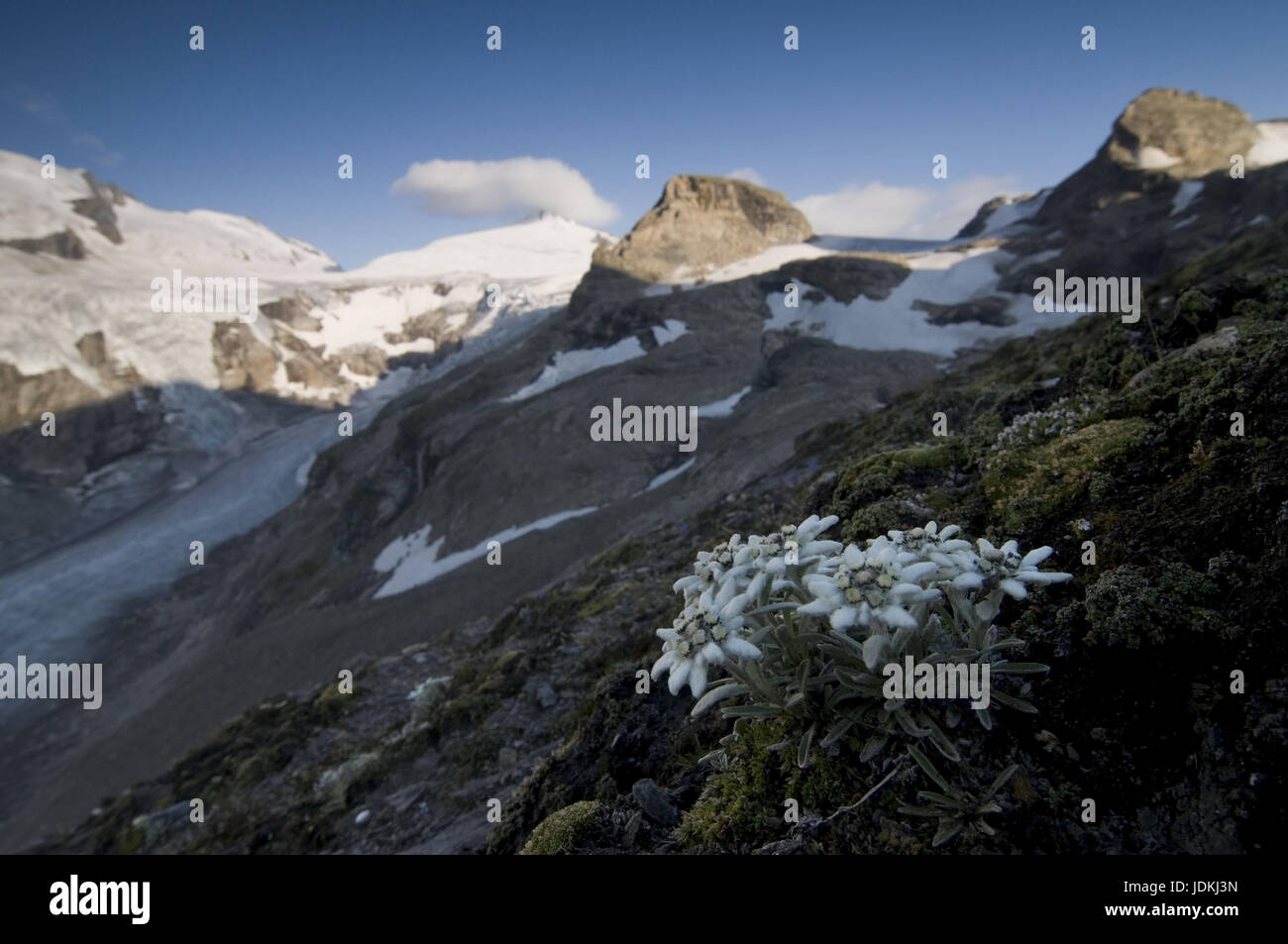 Die Alpen, Alptraum Blumen Pflanzen Kategorien Stockfoto
