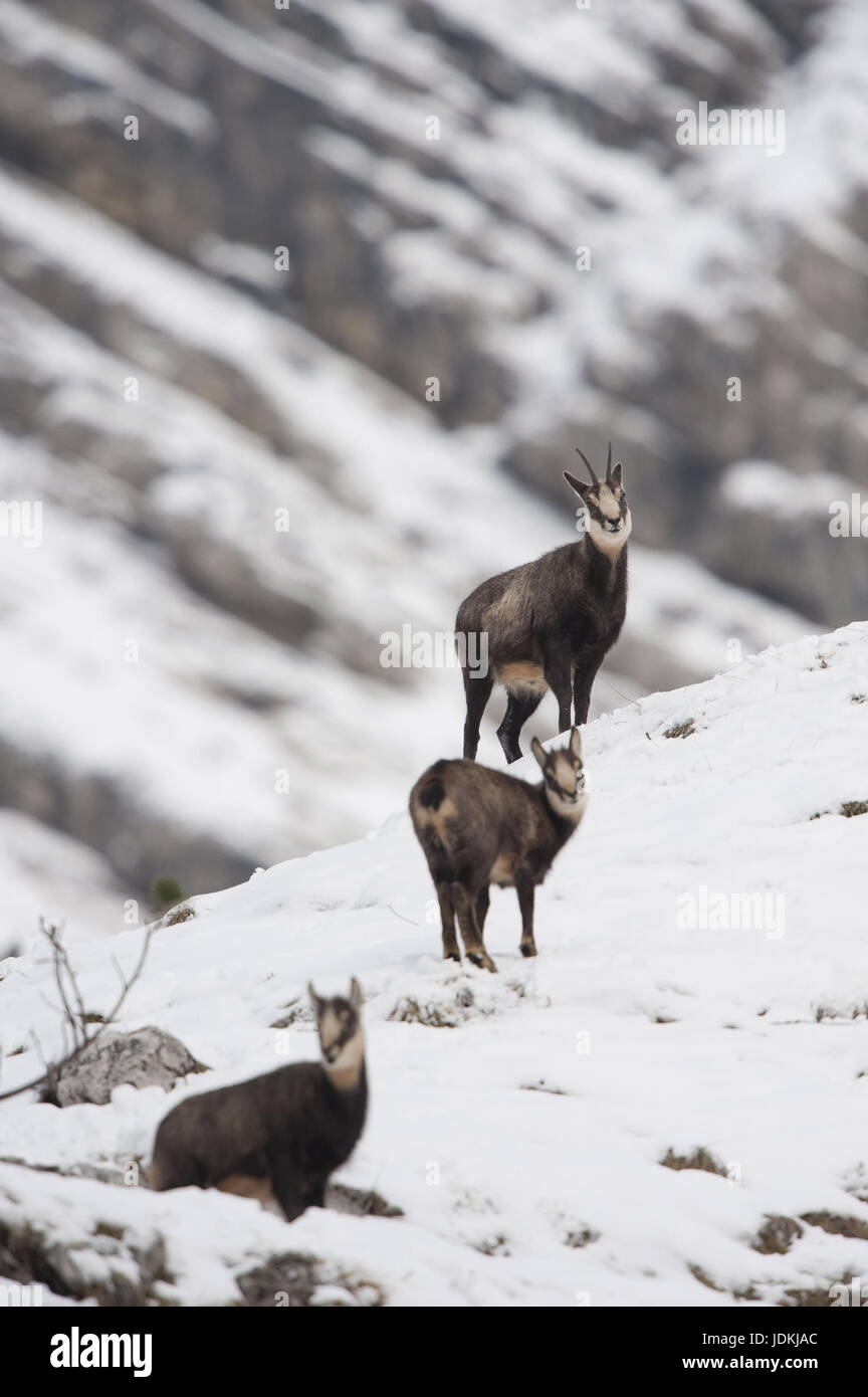 Die Alpen, der Alptraum Tiere, Paarhufer, Horntiere, Caprinae, G? Msen, rimmed Träger, Klauentiere, Ruminantia, Rupicapra, Säugetiere, Rumi Stockfoto