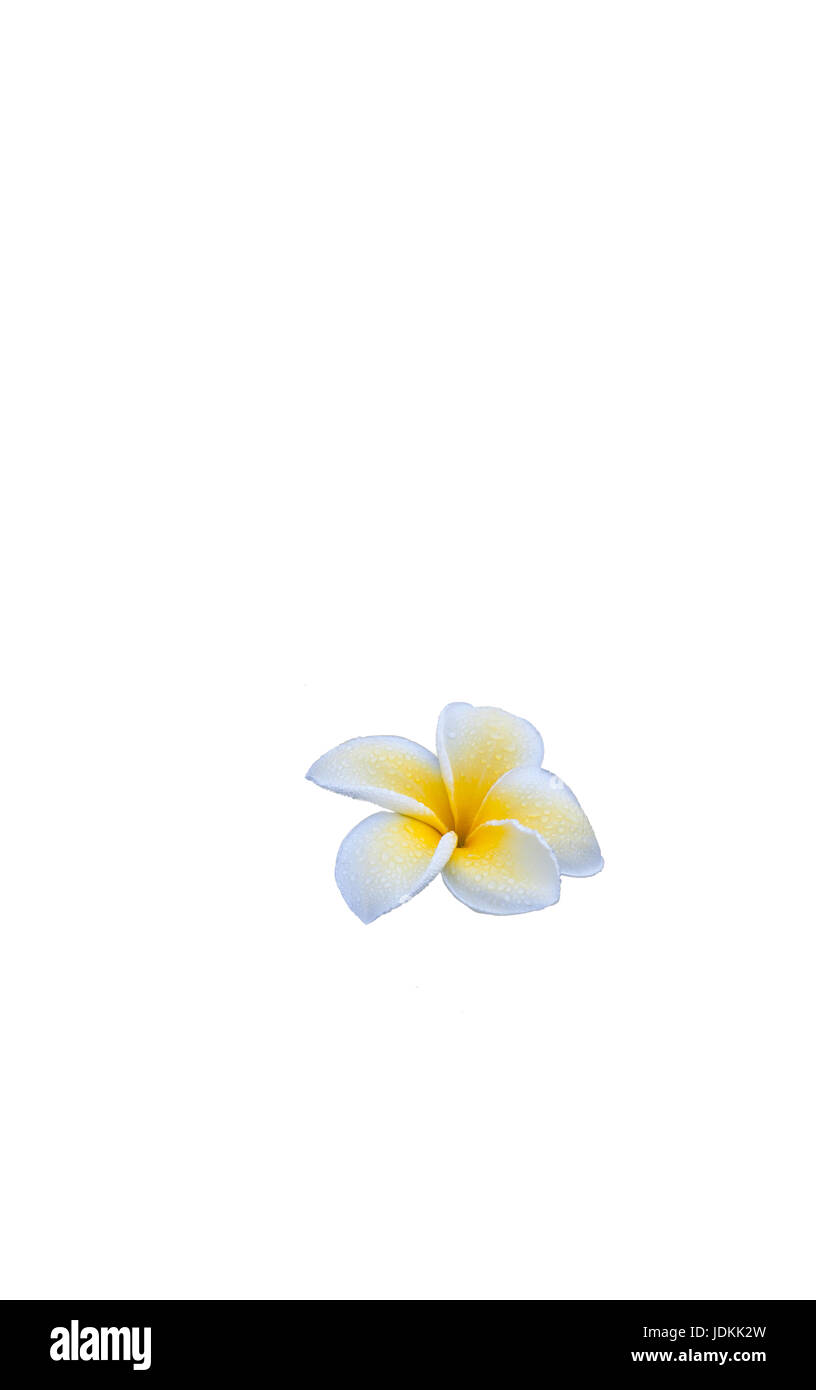 Zarte offene weiße und gelbe Frangipani Blume mit drei Newbuds in den verschiedenen Phasen der Öffnung mit Morgentau gegen feuchte wuchsen Korallen Stein ba Stockfoto