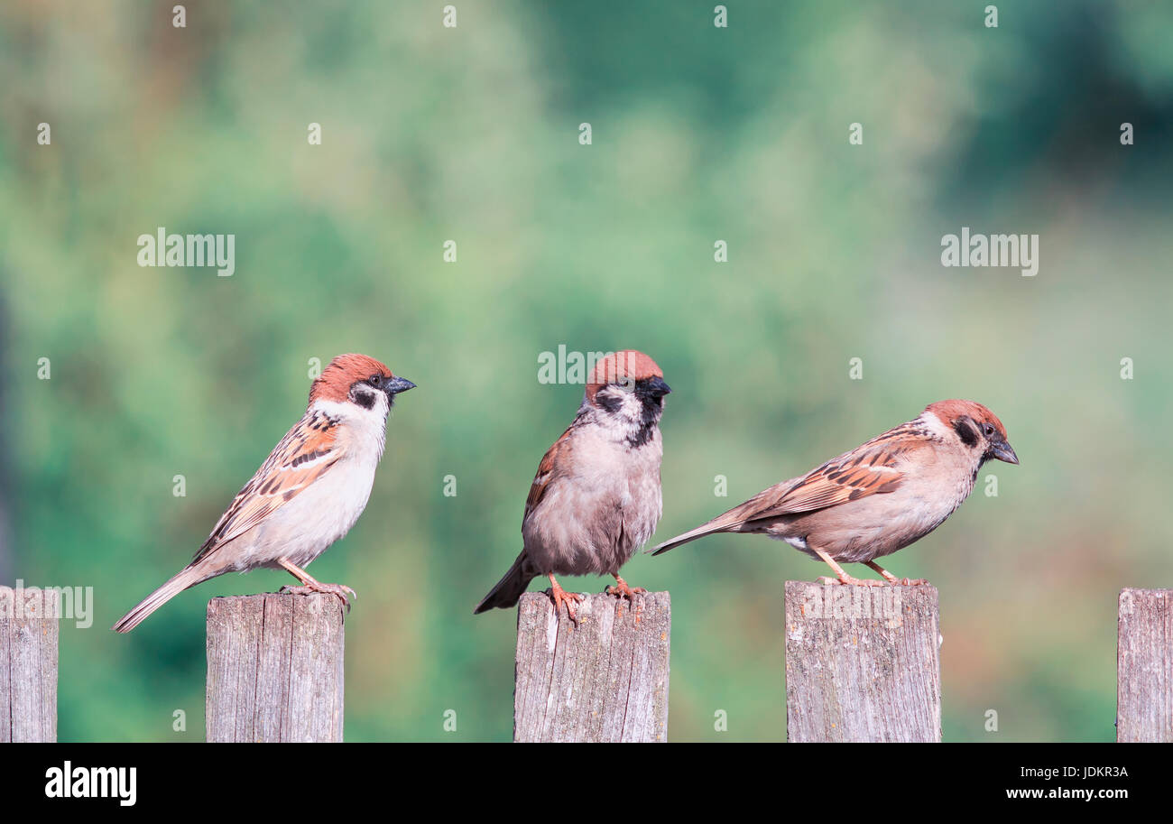 kleine Vögel sitzen auf dem Zaun und neugierigen Blick auf die Seite Stockfoto