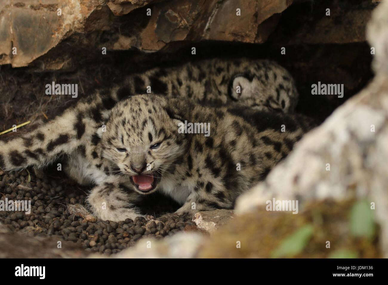 Yushu. 16. Juni 2017. Foto aufgenommen am 16. Juni 2017 zeigt Snow Leopard Cubs in Büschen in Gaduo Township Chengduo Grafschaft unter tibetischen autonomen Präfektur Yushu, Nordwesten Chinas Provinz Qinghai. Snow Leopard Cubs wurden vor kurzem in den Büschen im Großraum Oberlauf des Yangtze, Chinas längster Fluss gesichtet. Schneeleoparden sind Klasse A geschützte Tiere in China und gelten als "gefährdet" von der International Union for Conservation of Nature. Bildnachweis: Jiangyong Tudeng/Xinhua/Alamy Live-Nachrichten Stockfoto