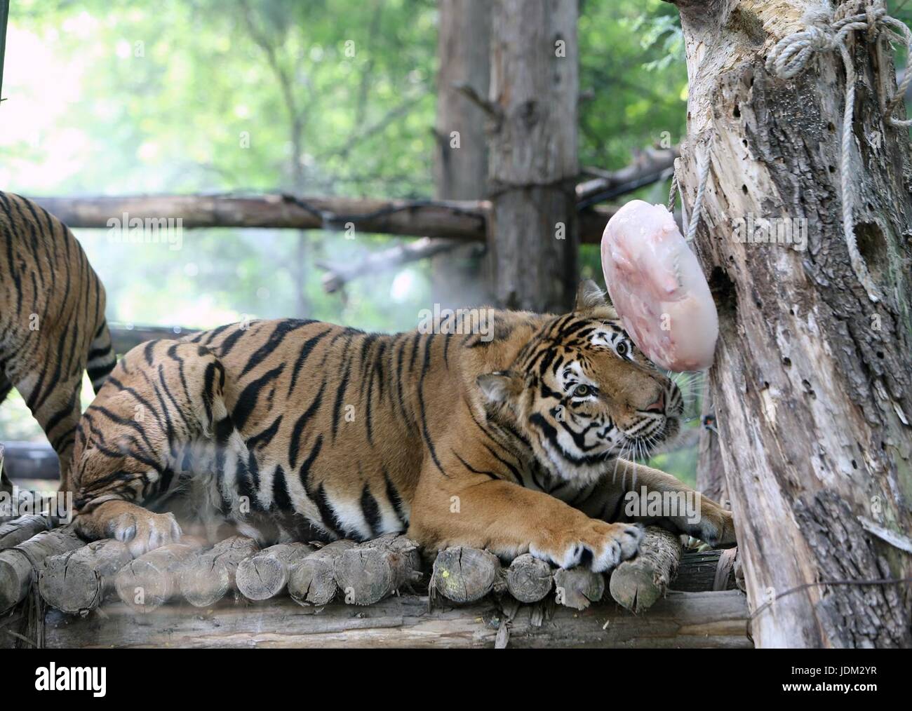 Seoul, Südkorea. 21. Juni 2017. Ein Tiger genießt Eis Essen mitten in der Sommerhitze im Everland Resort in Yongin, Südkorea, am 21. Juni 2017. Bildnachweis: Xinhua/Alamy Live-Nachrichten Stockfoto