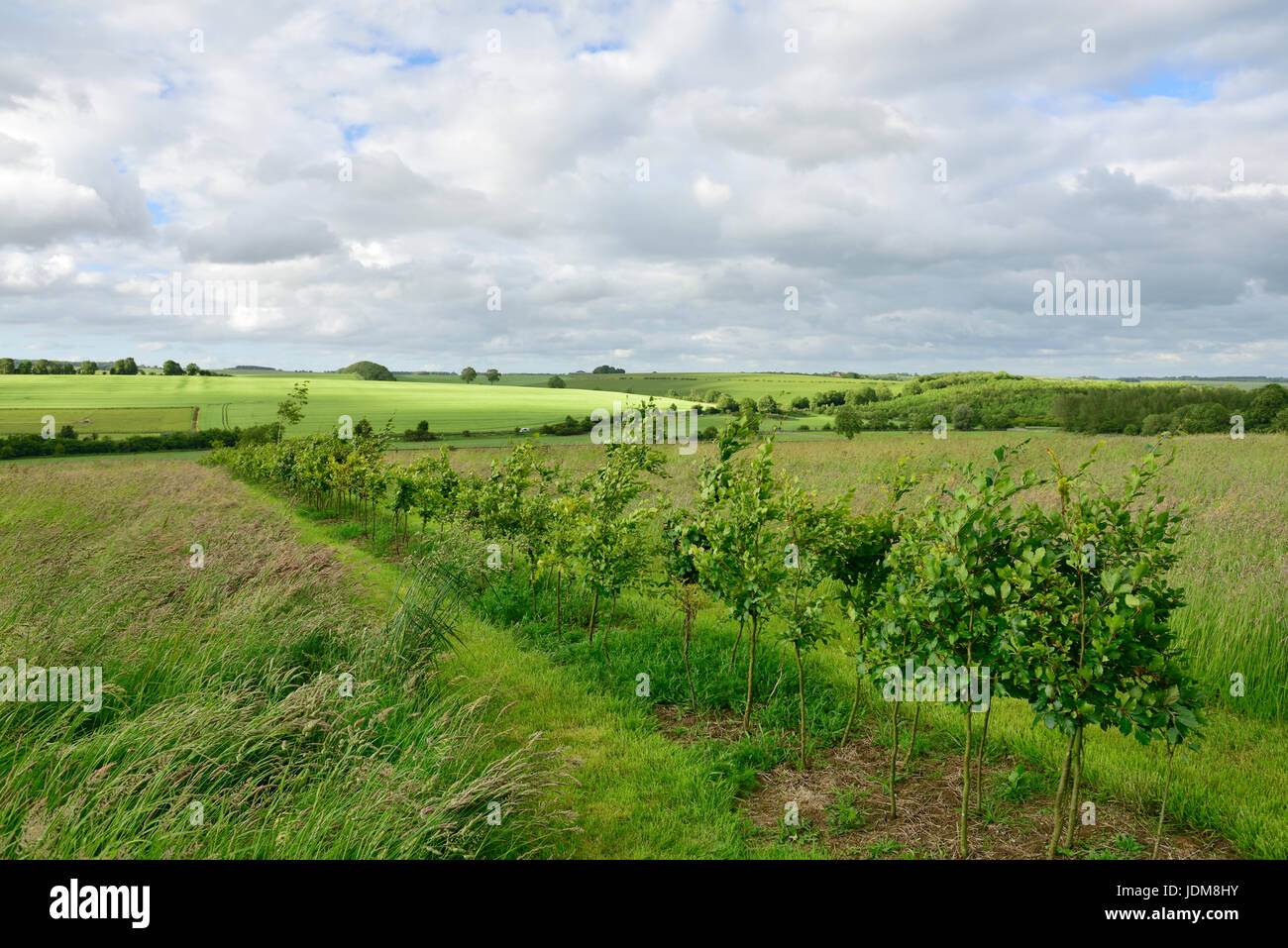 Vor kurzem gepflanzte Hecke in englische Landschaft Stockfoto