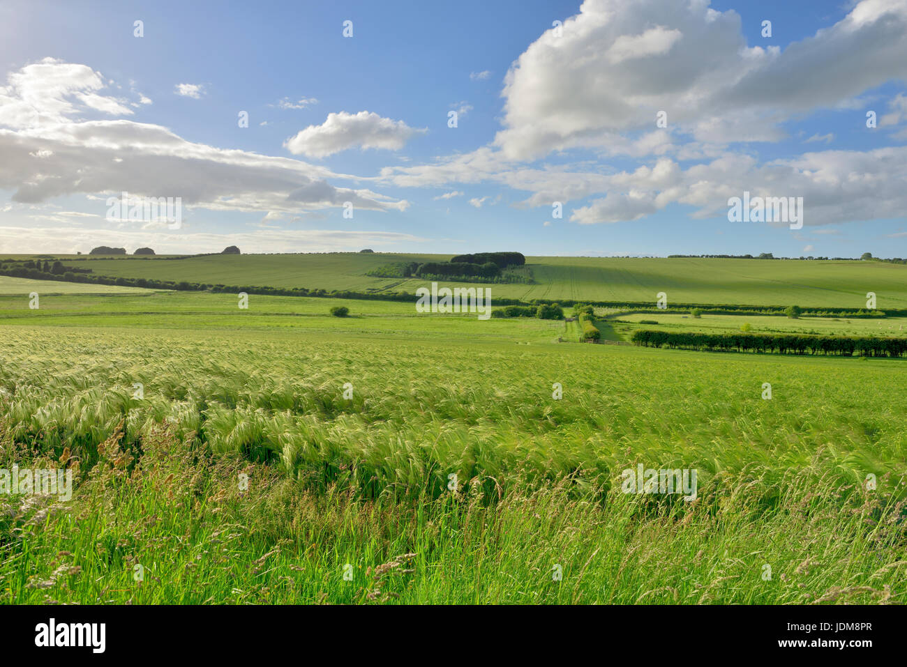 Englische Landschaft, sanft hügelige Felder von dem, was fast bereit zur Ernte Stockfoto