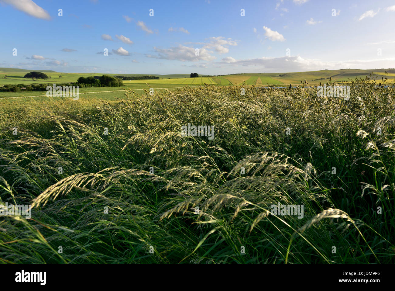 Grass mit Wiltshire Landschaft in Ferne im Wind wehen Stockfoto