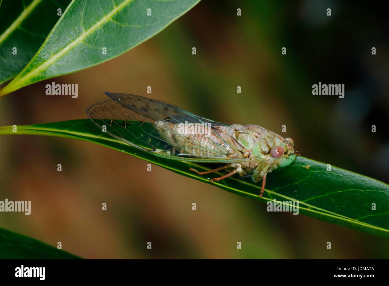 Eine große Zikade, Neotibicen Resonans, nach dem Aufgang. Stockfoto