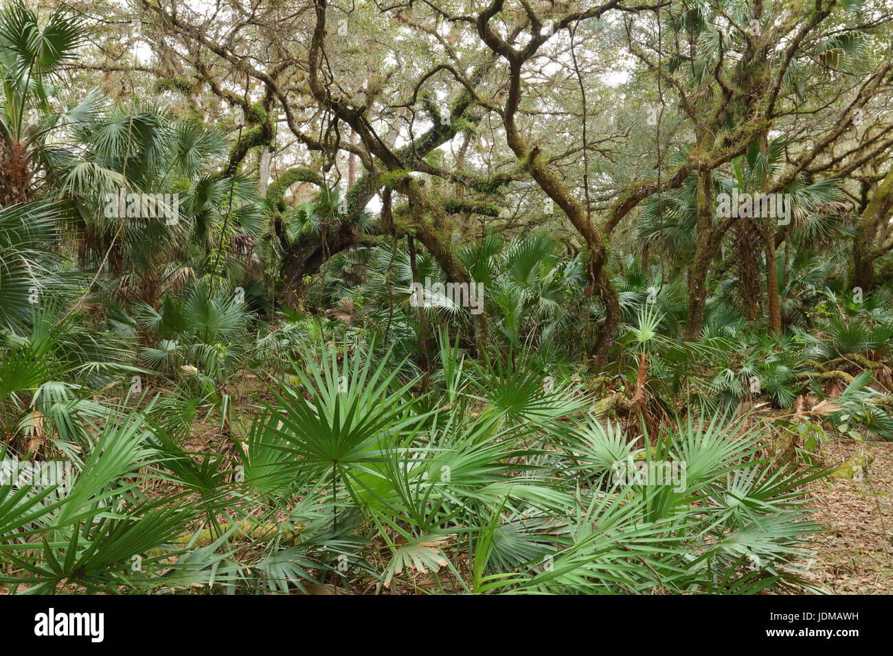 Live Oak Bäume mit Sägepalme im Unterwuchs. Stockfoto