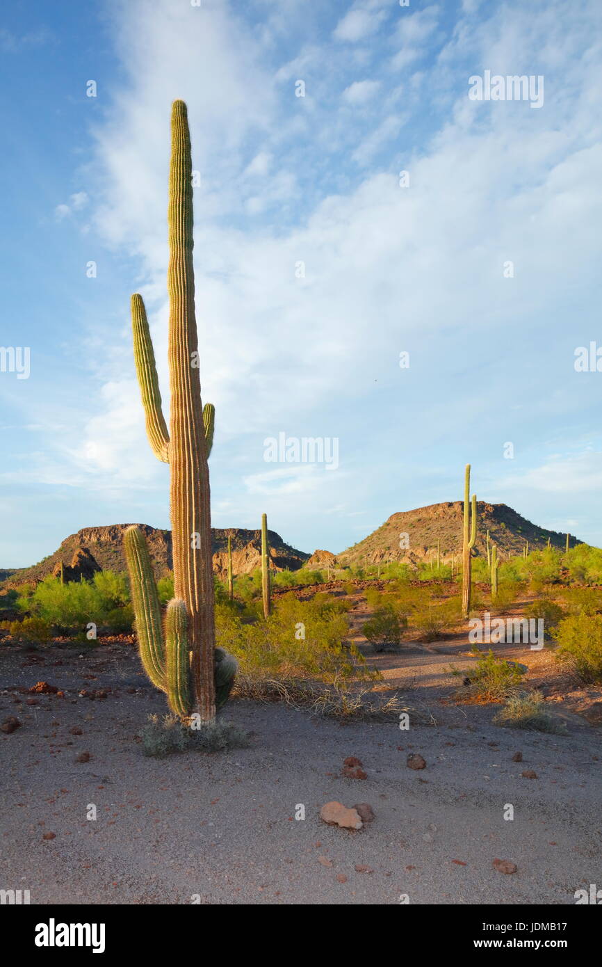 Ein Saguaro Kaktus, Camegiea Gigantea, in der Wüste von Arizona. Stockfoto