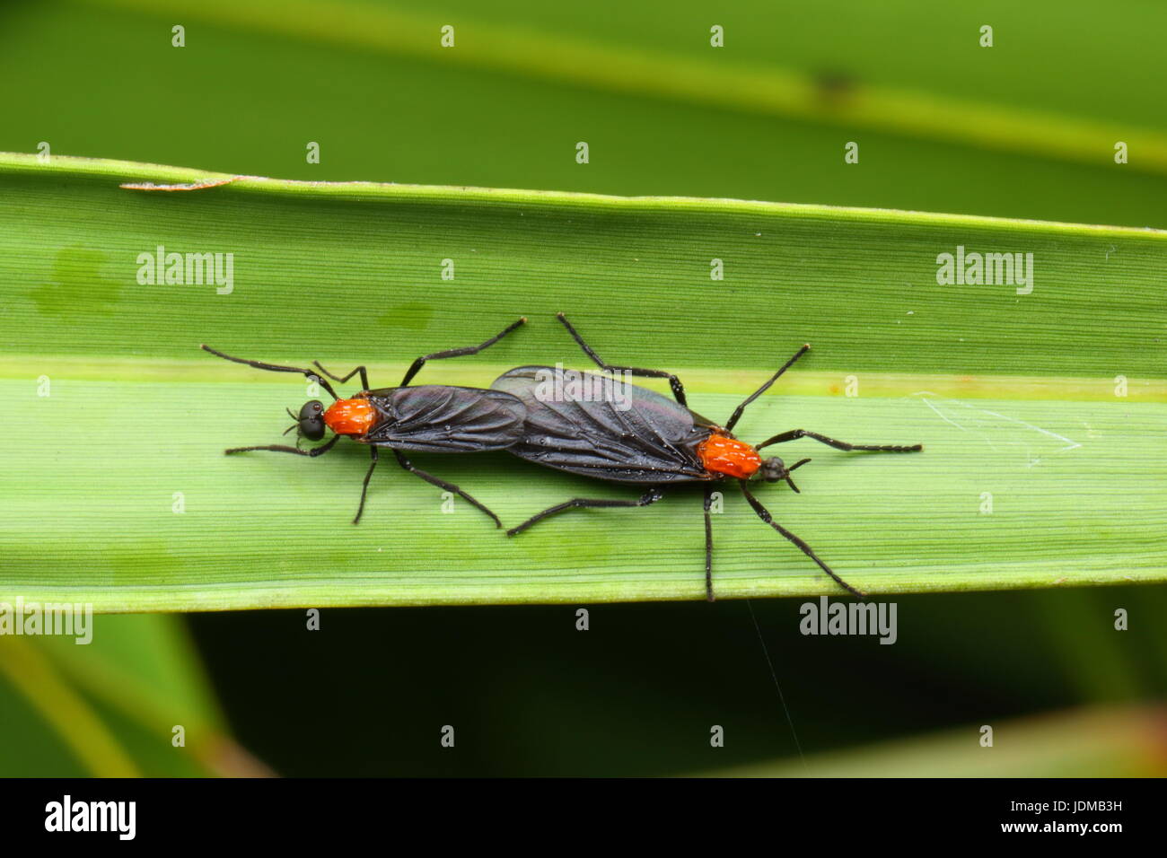 Lovebugs, Plecia Nearctica, ein Ärgernis für Autofahrer, sind tatsächlich eine Art von fliegen. Stockfoto