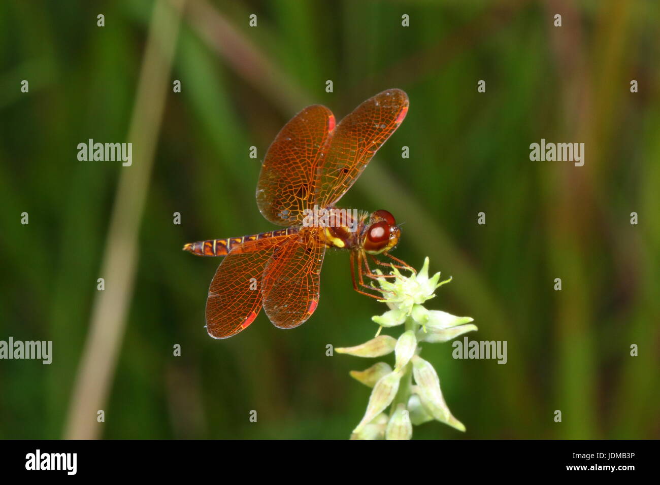 Eine östliche Amberwing, Perithemis Tenera, ruht auf einer Blume. Stockfoto