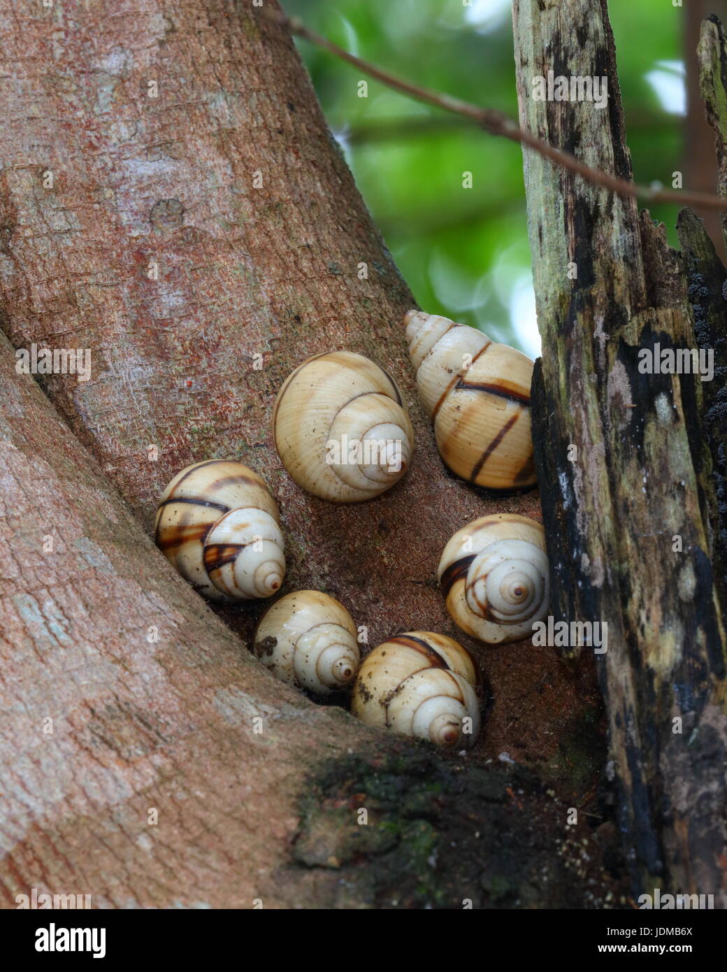 Sumpf deckelschnecken Fotos und Bildmaterial in hoher Auflösung Alamy