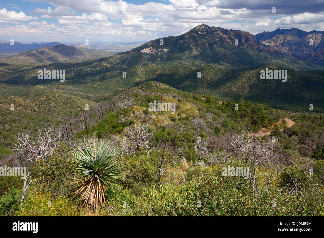 Die Chiricahua-Berge im Südosten von Arizona. Stockfoto