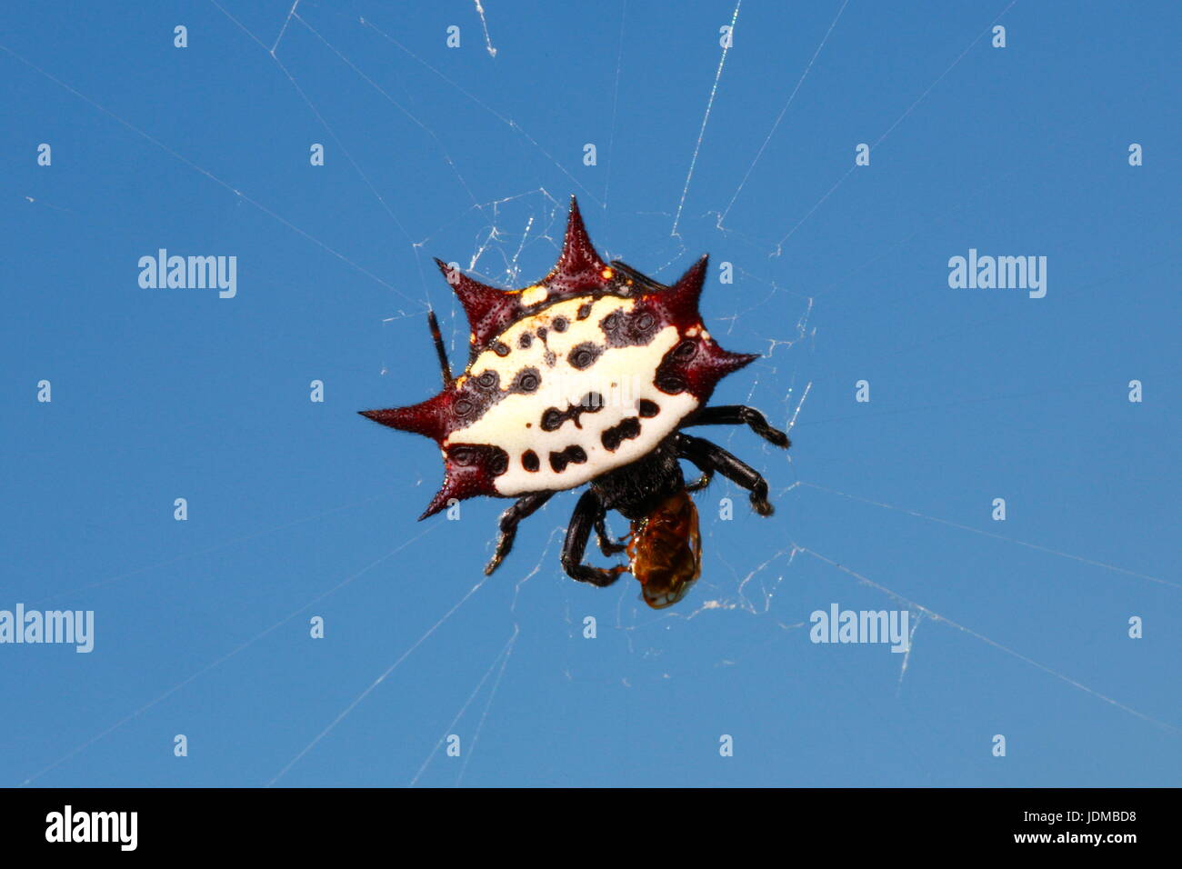 Eine stachelige Kugel Weaver Spinne, Gasteracantha Cancriformis, auf einer Webseite. Stockfoto