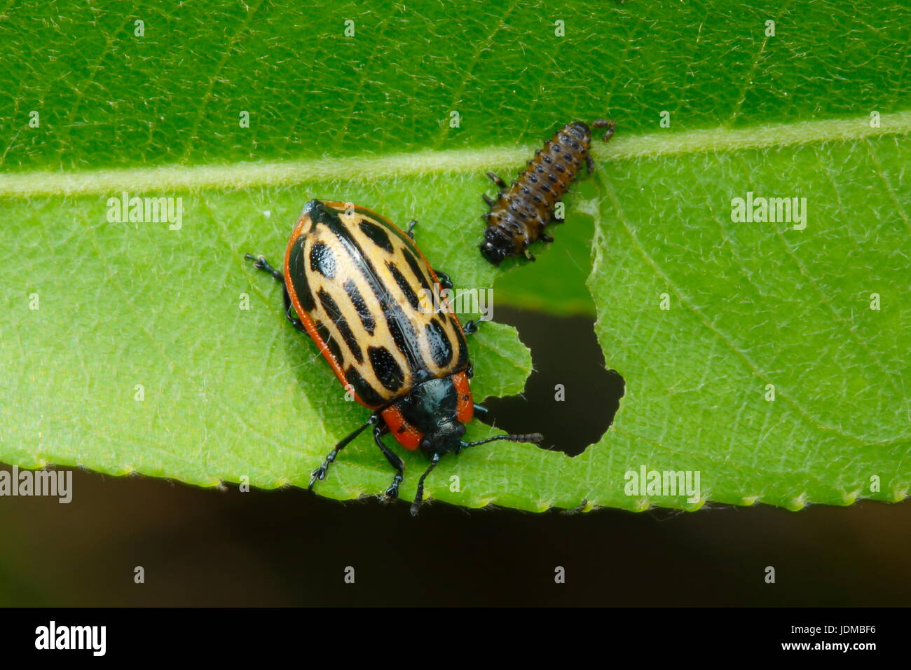 Cottonwood Blattkäfer, Chrysomela Scripta auf Weide. Stockfoto