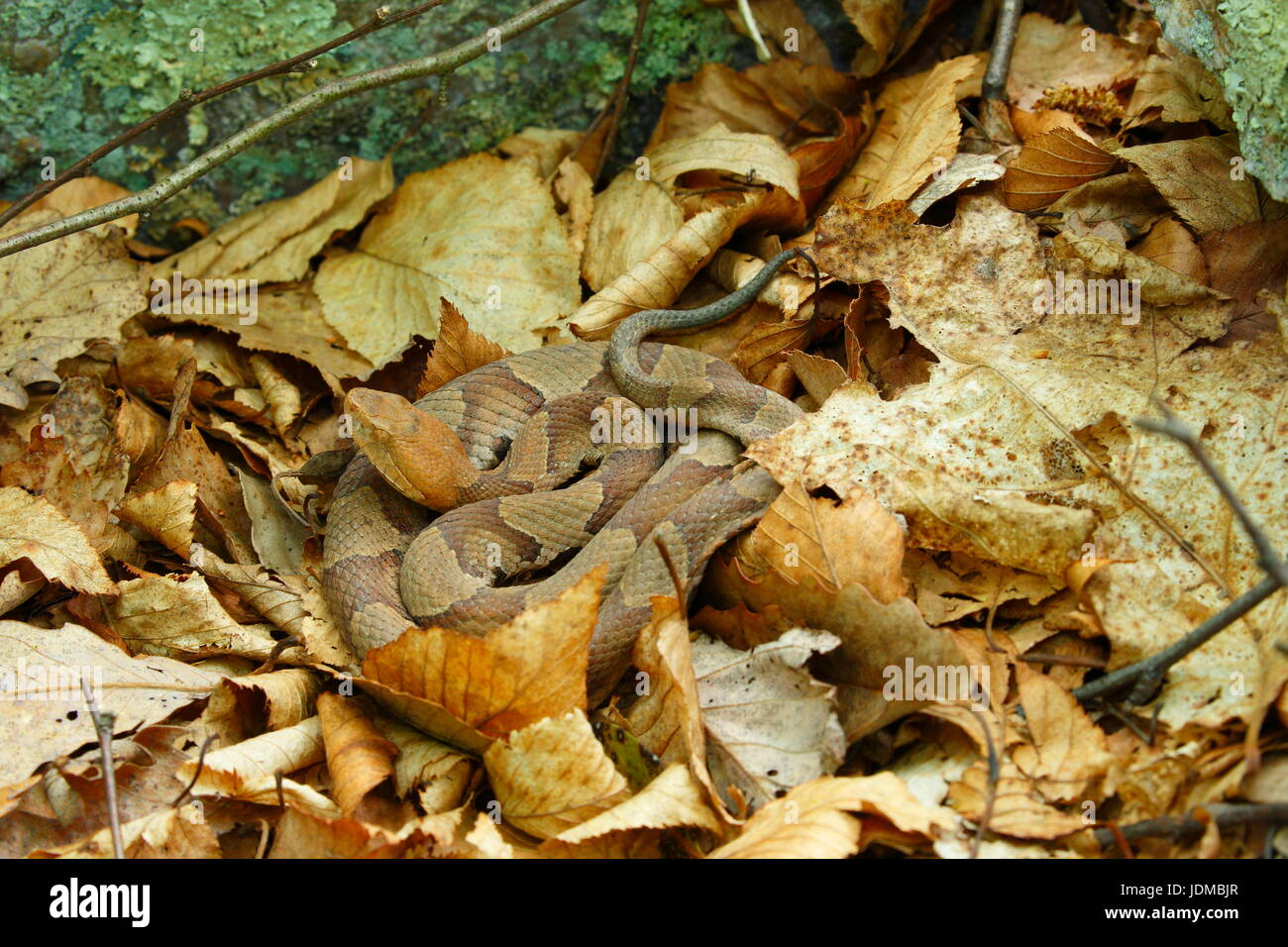 Eine giftige nördlichen Copperhead Schlange, Agkistrodon Contortrix Mokason, Mischung in die Toten Blätter, wo es ruht. Stockfoto