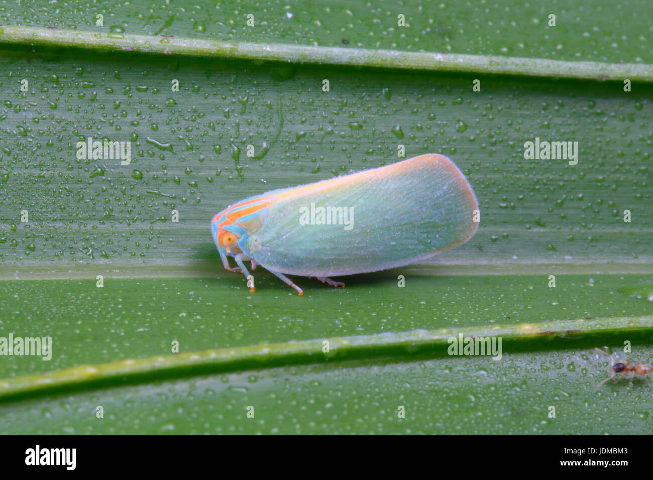 Ein Palm Leaf Hopper, Ormaneria Rufifascia, auf einer Säge Palmetto Wedel. Stockfoto
