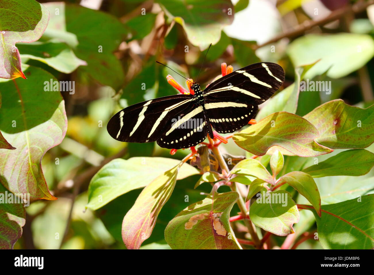 Ein Zebra lange Flügel Schmetterling, Heliconius Charithonia. Stockfoto