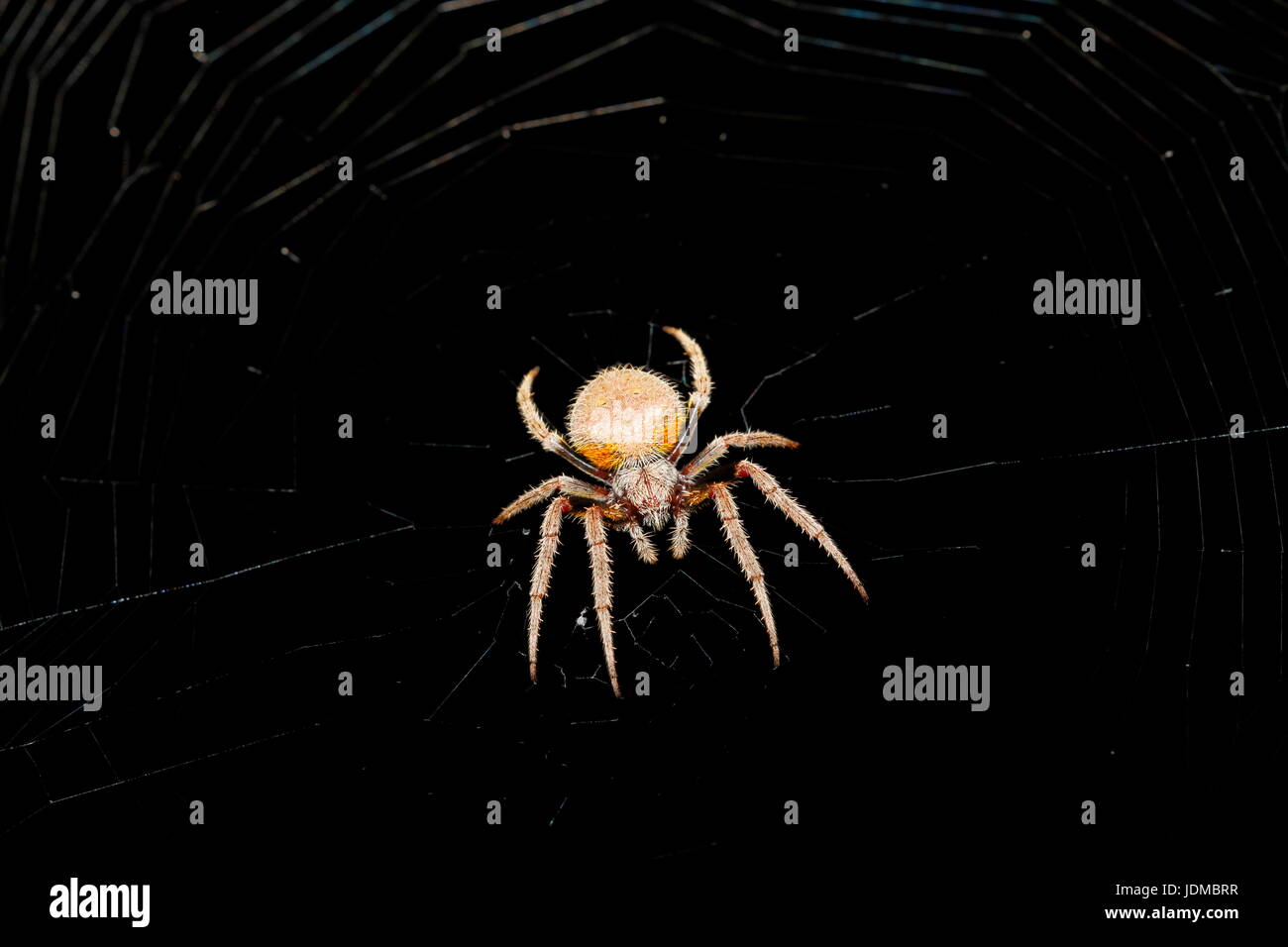 Eine tropische Orb Weaver Spinne, Araneidae, in der Mitte des Spinngewebe. Stockfoto