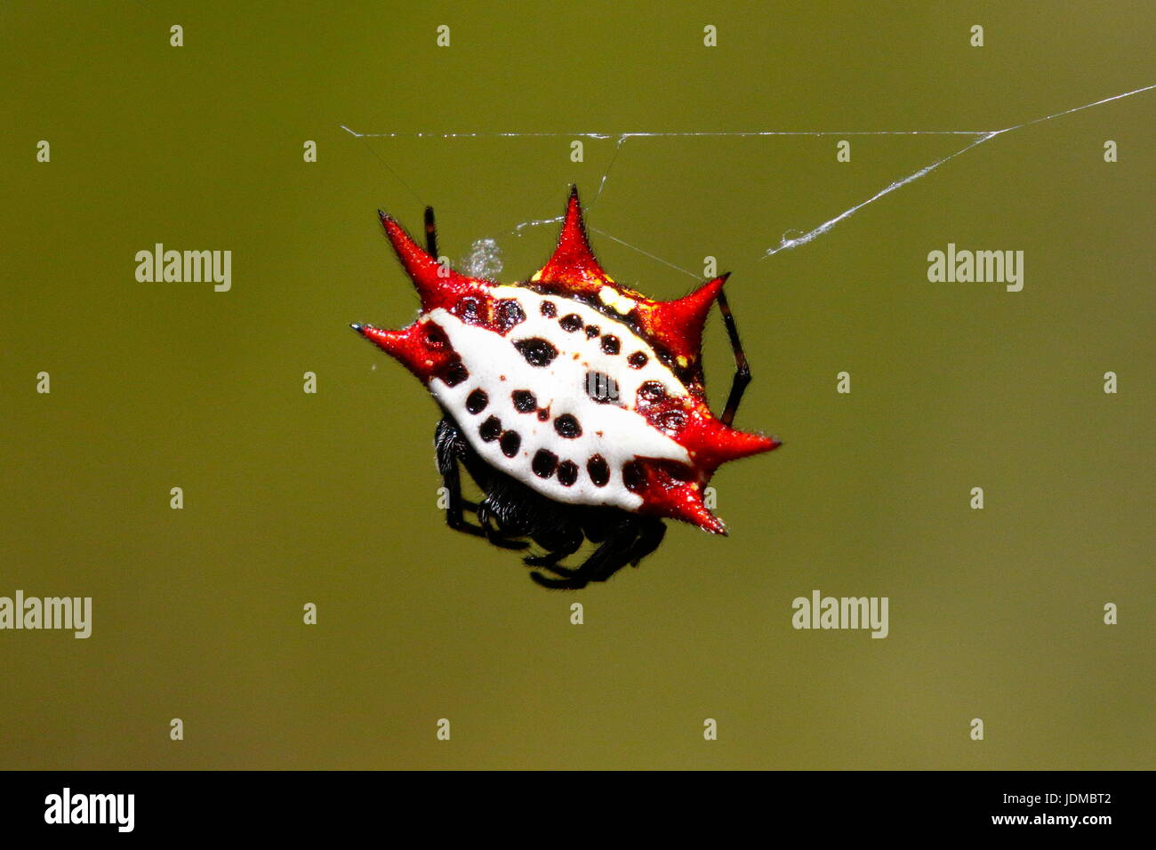 Eine stachelige Kugel Weaver Spider, Gasteracantha Cancriformis im Netz. Stockfoto